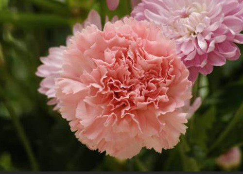 50 Semillas De Clavel Coral+instructivo