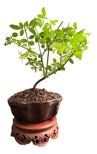 Bonsai Planta Jazmin Amarillo Maceta Esmaltada Ceramica N2