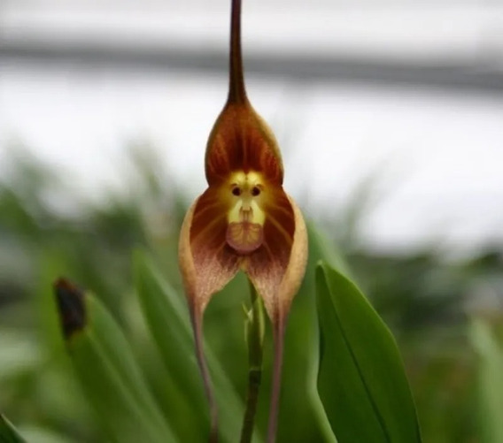 Orquidea Dracula Simia | MercadoLivre 📦