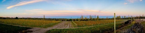 Imagen 10 de 10 de Finca 96 Ha En Venta- Cuadro Benegas -san Rafael- Mendoza