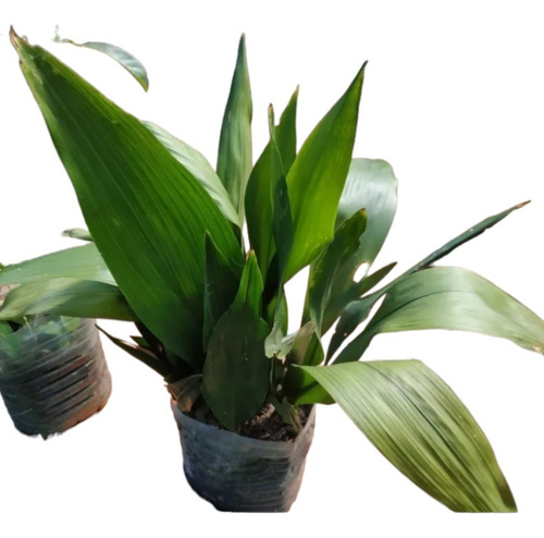 Planta Aspidistra