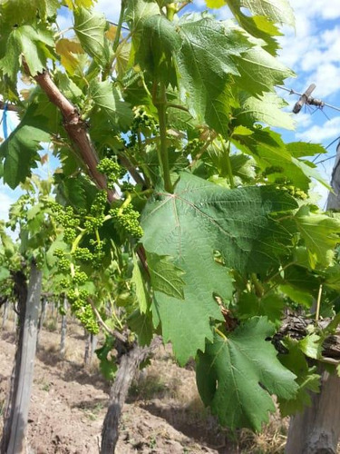 Imagen 15 de 19 de Finca 14 Ha - Cañada Seca - San Rafael- Mendoza