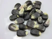Comprar 20 Kg Semillas De Maíz Azul Criollo - Zea Maíz