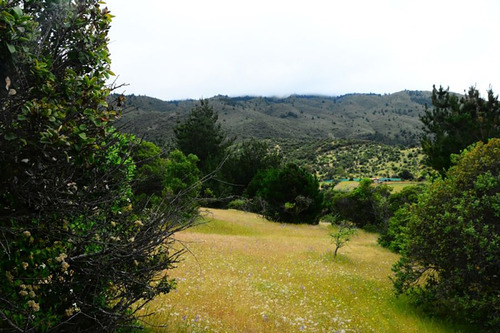 Viñedo Carrizal