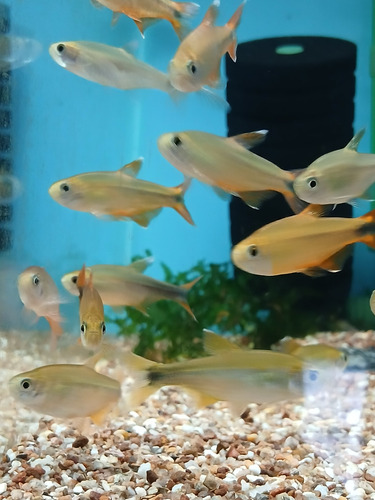 Tetra Serrapinus ( Serrapinnus Heterodon ) Pact C/ 10 Cinza E Laranja