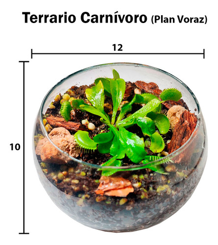 Terrario Plan Voraz Modelo No10 De Vidrio