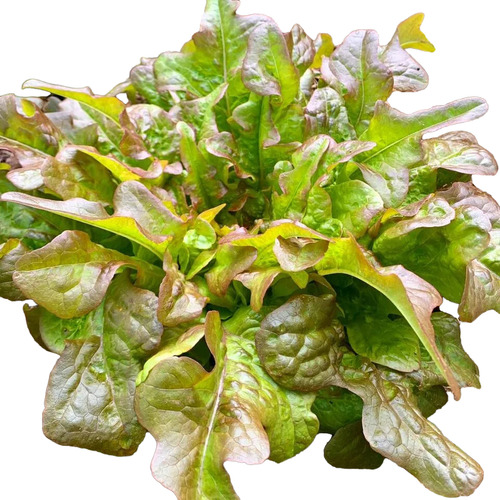 Semillas Orgánicas De Lechuga Flecha Bronceada