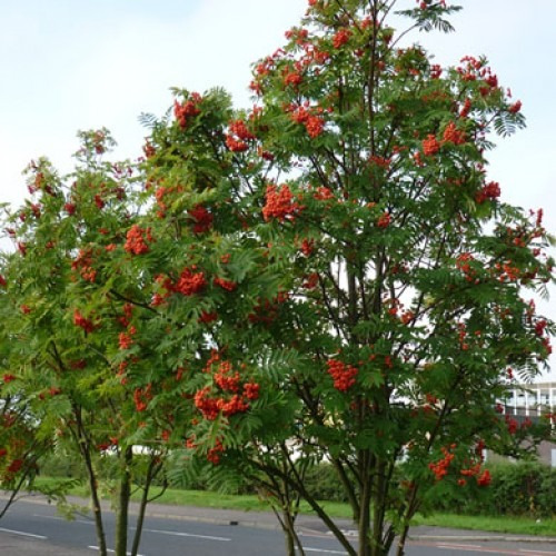 Serbal De Los Cazadores - Sorbus
