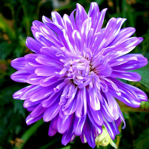 Semillas - Reina Luisa Plumosa