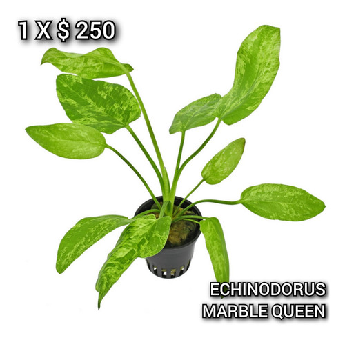 Echinodorus Marble Queen Planta Natural Acuario Plantado
