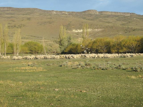 Inmobiliaria Comodoro - Estancia Productiva Próxima A Gobernador Gregores