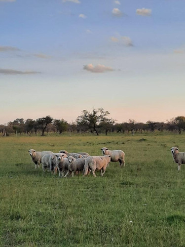 Imagen 4 de 30 de Campo Ganadero En Federal Entre Ríos