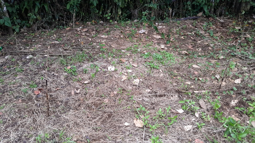 Vendo Lote En Chilamate Sarapiqui