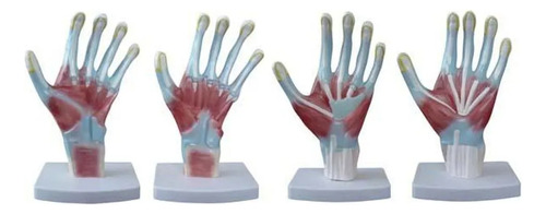 Modelo Anatomia Palma Da Mão
