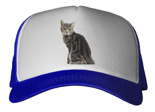 Gorra Gato Europeo Sentado