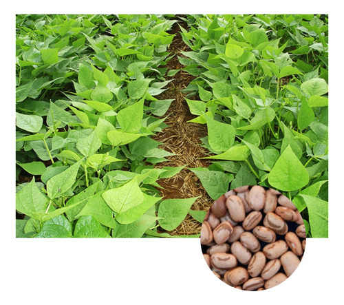 Sementes Feijão Carioca Cultivar Brs Estilo 10kg De Sementes