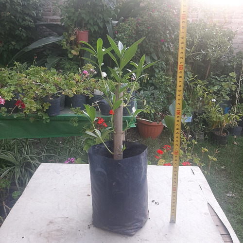 Laurel De Jardin 3 Litros Adelfa Flor Romano Baladre