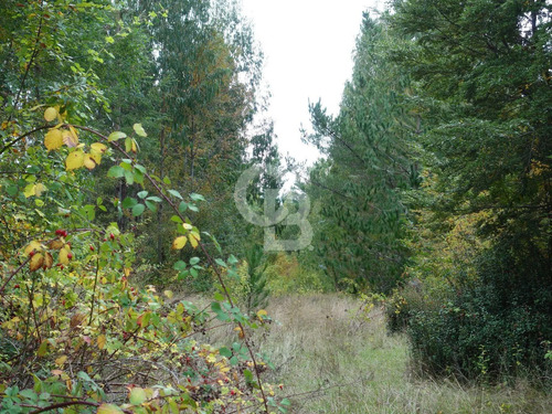 Parcela De Agrado Con Plantación De Eucaliptus | Osorno