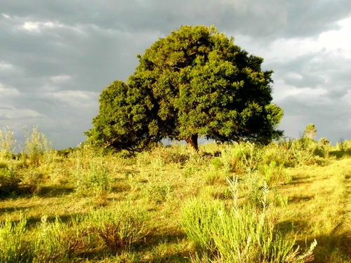 Campo De 42 Hás. Mixto Sobre Ruta 109 Maldonado.