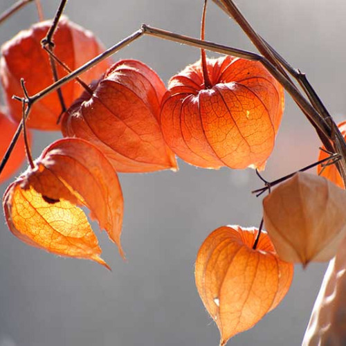 Semillas De Linterna China Physalis Alkekengi