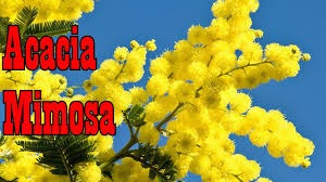 Acácia Mimosa 100 Semente P Muda Flor Amarela Árvore Plantas | Parcelamento  sem juros