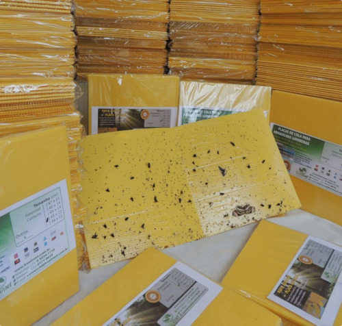 20 Refil Adesivo P/ Açougues Matar Mosquitos Moscas 47x22