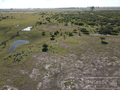 Imagen 4 de 27 de Campo De 600 Has En Venta En Gualeguaychu - Muy Buen Campo Ganadero De 0,7 Ev/ha Con Casco