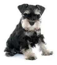 Schnauzer Miniatura Entrega Inmediata Tenemos Machos/hembras