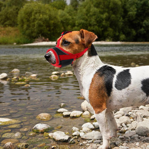 Bozal Antiladridos Para Perros Pequeños: Funda Bucal De Mall