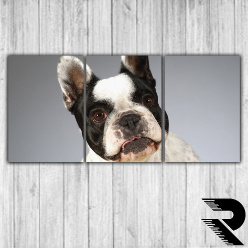 Cuadro De Perro Bull Dog Frances | 11 | Triptico