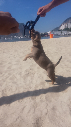 Vendo Femia De Pitibul