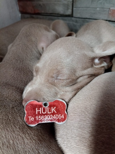 Imagen 5 de 5 de Cachorros Weimaraner