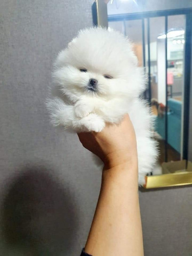 Spitz Alemão Anão
