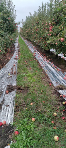 Campo Frutícola En Venta En Linares