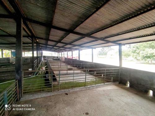 Imagen 2 de 13 de Finca Productiva En Tachira