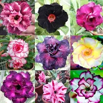 Comprar Yegaol Semillas De Rosa Del Desierto Adenium Obesum Planta S