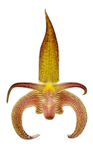Orquídea Bulbophyllum Wilmar Galaxy Planta Adulta Exótica