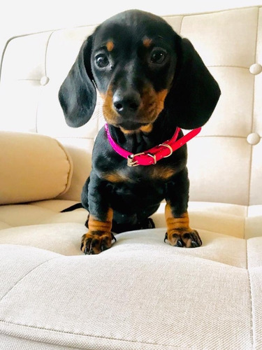 Preciosos Salchicha Mini Dachshund