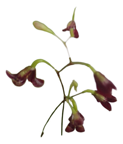 Micro Orquídea Pabstiella