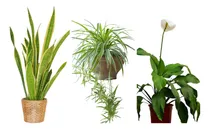 Comprar Plantas De Interior Que Florecen