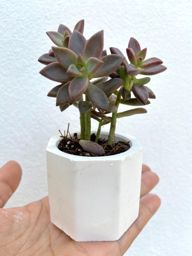 Imagen 1 de 4 de Macetas Mini Cemento Suculentas Cactus Recuerdo 10pza