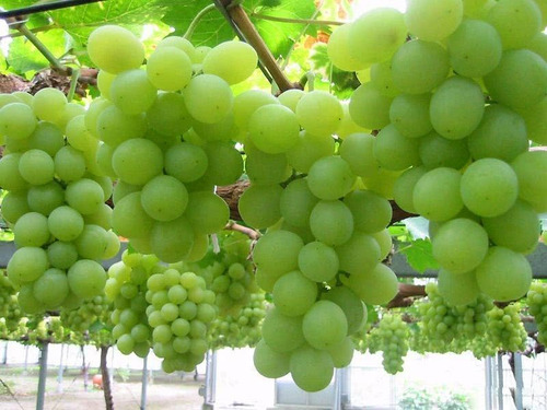 Óleo Emulsionado Vegetal Para Jardim Plantas 5 Litros