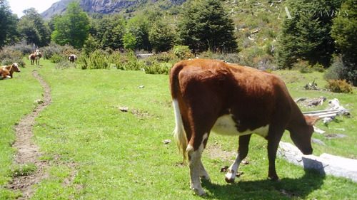 Sitio En Venta En Futalefu