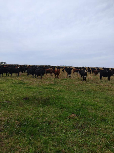 Campo En Venta Magdalena Ruta 11 Altura Regimiento