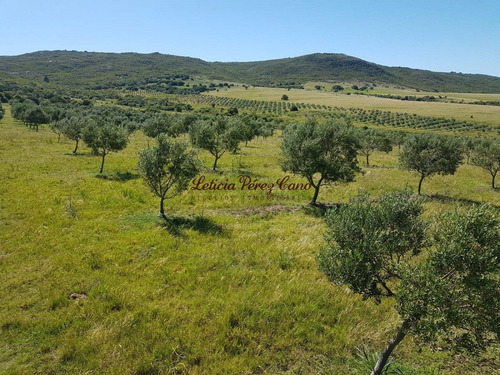 Venta De Chacra 46 Has Y Media Las Cañas Con Muy Buena Produccion De Olivos - Ref: 18579