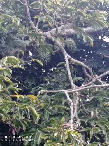 Vendo Hermosa Finca En Ibague