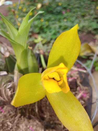 Imagen 2 de 2 de Orquídeas Y Plantas Ornamentales