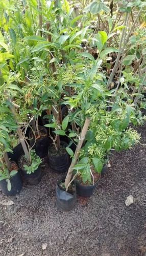 Planta Dama De La Noche Pack 2 Unidades Envío Gratis