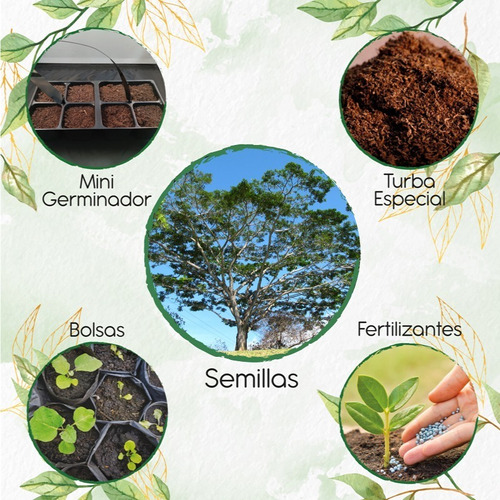 5 Semillas De Árbol Abarco Con Kit De Germinación