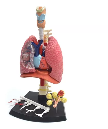 Sistema Respiratório/pulmão Humano Modelo Anatômico Estudo - Escorrega o  Preço